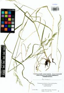 Poa trivialis L., Siberia, Altai & Sayany Mountains (S2) (Russia)