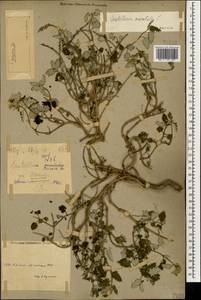 Scutellaria caucasica A.Ham., Caucasus, Armenia (K5) (Armenia)