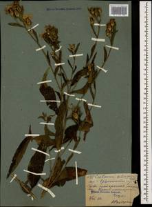 Centaurea phrygia subsp. salicifolia (M. Bieb. ex Willd.) Mikheev, Caucasus, North Ossetia, Ingushetia & Chechnya (K1c) (Russia)