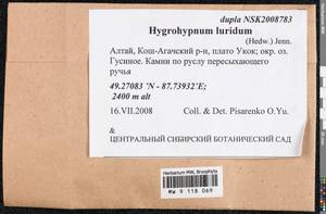 Hygrohypnum luridum (Hedw.) Jenn., Bryophytes, Bryophytes - Middle Asia & Kazakhstan (B16) (Russia)