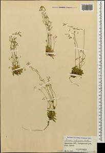 Draba siliquosa M.Bieb., Caucasus, Armenia (K5) (Armenia)