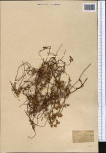 Cuscuta lehmanniana Bunge, Middle Asia, Western Tian Shan & Karatau (M3) (Not classified)