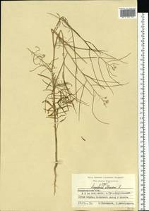 Sisymbrium altissimum L., Eastern Europe, Central region (E4) (Russia)