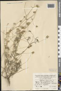 Lomelosia argentea (L.) Greuter & Burdet, Eastern Europe, Lower Volga region (E9) (Russia)