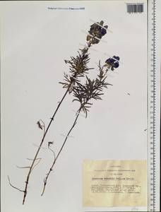 Aconitum volubile Pall., Siberia, Altai & Sayany Mountains (S2) (Russia)