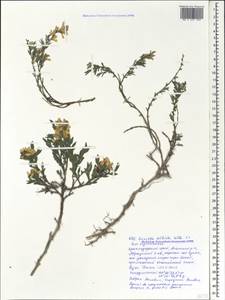 Genista albida Willd., Caucasus, Krasnodar Krai & Adygea (K1a) (Russia)