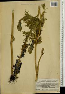 Delphinium freynii Conrath, Caucasus, Armenia (K5) (Armenia)