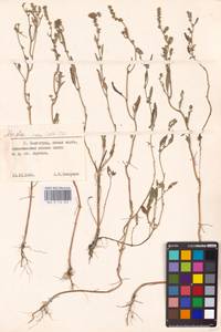 Atriplex patens (Litv.) Iljin, Eastern Europe, Lower Volga region (E9) (Russia)