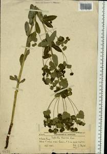 Euphorbia lucorum Rupr., Siberia, Russian Far East (S6) (Russia)