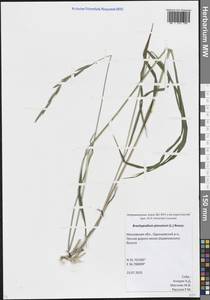 Brachypodium pinnatum (L.) P.Beauv., Eastern Europe, Moscow region (E4a) (Russia)