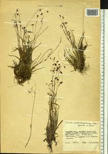 Luzula arcuata subsp. unalaschkensis (Buch.) Hultén, Siberia, Russian Far East (S6) (Russia)