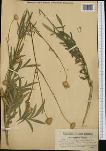 Cephalaria laevigata (Waldst. & Kit.) Schrad., Western Europe (EUR) (Hungary)