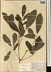 Tabebuia pallida (Lindl.) Miers, Africa (AFR) (Seychelles)