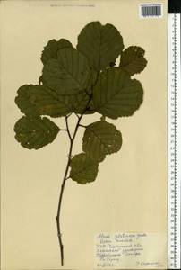 Alnus glutinosa (L.) Gaertn., Eastern Europe, South Ukrainian region (E12) (Ukraine)