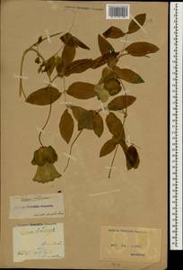 Cobaea scandens Cav., South Asia, South Asia (Asia outside ex-Soviet states and Mongolia) (ASIA) (Ukraine)
