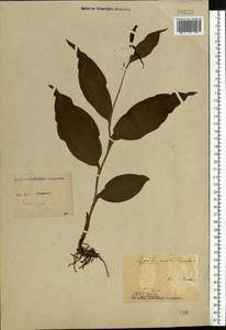 Cypripedium calceolus L., Eastern Europe, North Ukrainian region (E11) (Ukraine)