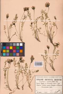 Oxytropis sordida (Willd.) Pers., Eastern Europe, Eastern region (E10) (Russia)