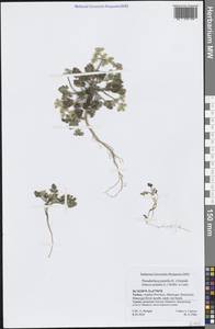 Daucus pumilus (L.) Hoffmanns. & Link, South Asia, South Asia (Asia outside ex-Soviet states and Mongolia) (ASIA) (Turkey)