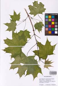 Acer platanoides L., Eastern Europe, Middle Volga region (E8) (Russia)