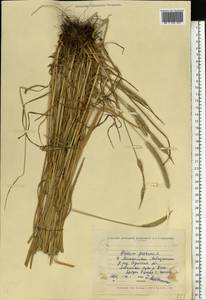 Phleum pratense L., Eastern Europe, North Ukrainian region (E11) (Ukraine)