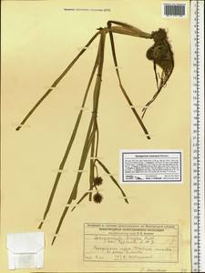 Sparganium emersum Rehmann, Eastern Europe, Volga-Kama region (E7) (Russia)