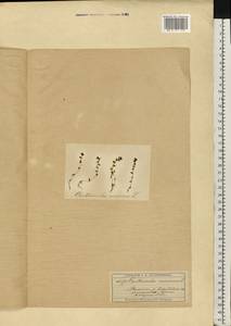 Lysimachia minima (L.) U. Manns & Anderb., Eastern Europe, Moscow region (E4a) (Russia)