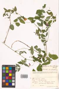 Lathyrus humilis (Ser.) Fisch. ex Spreng., Siberia, Russian Far East (S6) (Russia)