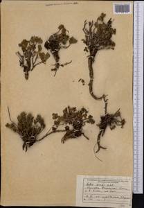 Hylotelephium ewersii (Ledeb.) H. Ohba, Middle Asia, Dzungarian Alatau & Tarbagatai (M5) (Kazakhstan)