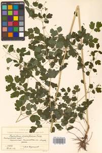 Thalictrum sparsiflorum Turcz. ex Fisch. & C. A. Mey., Siberia, Russian Far East (S6) (Russia)