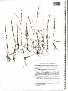 Lolium rigidum Gaudin, Caucasus, Black Sea Shore (from Novorossiysk to Adler) (K3) (Russia)