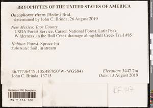 Oncophorus virens (Hedw.) Brid., Bryophytes, Bryophytes - America (BAm) (United States)