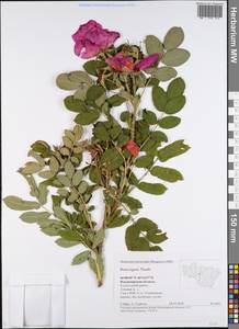 Rosa rugosa Thunb., Eastern Europe, Central region (E4) (Russia)