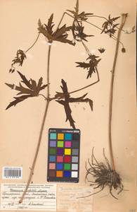 Geranium krameri Franch. & Sav., Siberia, Russian Far East (S6) (Russia)