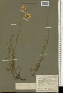 Archanthemis fruticulosa (M. Bieb.) Lo Presti & Oberpr., Caucasus, Dagestan (K2) (Russia)