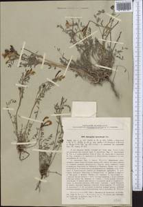 Astragalus macrotropis Bunge, Middle Asia, Muyunkumy, Balkhash & Betpak-Dala (M9) (Kazakhstan)