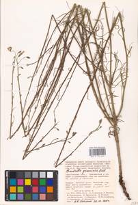 Chondrilla graminea M. Bieb., Eastern Europe, Lower Volga region (E9) (Russia)