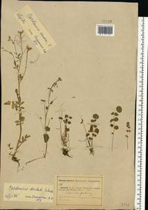 Cardamine pratensis subsp. dentata (Schult.) Čelak., Eastern Europe, Middle Volga region (E8) (Russia)