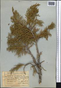 Juniperus pseudosabina Fisch. & C.A.Mey., Middle Asia, Northern & Central Tian Shan (M4) (Kyrgyzstan)