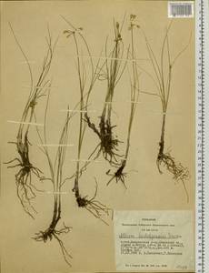 Allium vodopjanovae N.Friesen, Siberia, Altai & Sayany Mountains (S2) (Russia)