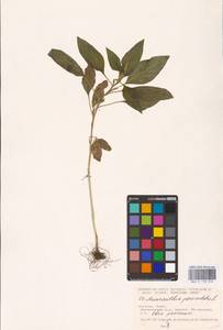 Amaranthus cruentus L., Eastern Europe, North Ukrainian region (E11) (Ukraine)