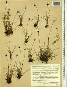 Eriophorum callitrix Cham. ex C.A.Mey., Siberia, Central Siberia (S3) (Russia)