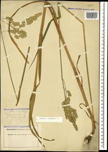 Dactylis glomerata L., Caucasus, North Ossetia, Ingushetia & Chechnya (K1c) (Russia)