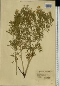 Peganum harmala L., Eastern Europe, South Ukrainian region (E12) (Ukraine)