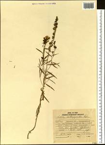 Linaria melampyroides Kuprian., Siberia, Russian Far East (S6) (Russia)