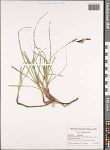 Carex flacca subsp. erythrostachys (Hoppe) Holub, Caucasus, Black Sea Shore (from Novorossiysk to Adler) (K3) (Russia)