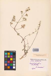 Silene baschkirorum Janisch., Eastern Europe, Lower Volga region (E9) (Russia)