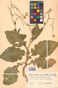 Rhamphospermum arvense (L.) Andrz. ex Besser, Eastern Europe, North Ukrainian region (E11) (Ukraine)