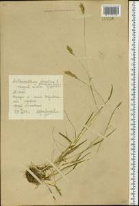 Anthoxanthum nipponicum Honda, Siberia, Altai & Sayany Mountains (S2) (Russia)