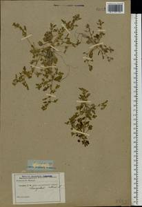 Oxybasis rubra (L.) S. Fuentes, Uotila & Borsch, Eastern Europe, South Ukrainian region (E12) (Ukraine)