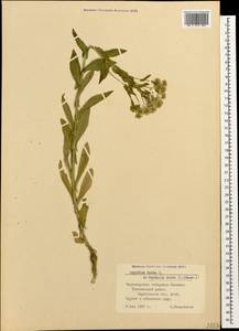 Lepidium draba L., Caucasus, Black Sea Shore (from Novorossiysk to Adler) (K3) (Russia)